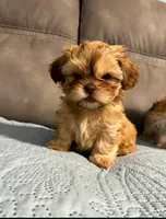 Sunny , a male Shih Tzu and Morkie for sale in Calhoun, GA – Photo 1 of 6