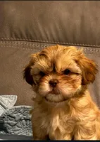 Sunny , a male Shih Tzu and Morkie for sale in Calhoun, GA – Photo 3 of 6