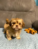 Sunny , a male Shih Tzu and Morkie for sale in Calhoun, GA – Photo 2 of 6