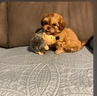 Sunny , a male Shih Tzu and Morkie for sale in Calhoun, GA – Photo 5 of 6