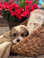 Rose, a female Shih Tzu and Morkie for sale in Calhoun, GA – Photo 2 of 5