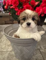 Rose, a female Shih Tzu and Morkie for sale in Calhoun, GA – Photo 4 of 5