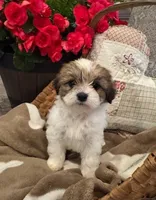 Rose, a female Shih Tzu and Morkie for sale in Calhoun, GA – Photo 5 of 5
