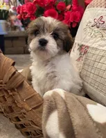 Rose, a female Shih Tzu and Morkie for sale in Calhoun, GA – Photo 3 of 5