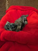 Baby Doll, a female Shih Tzu and Yorkshire Terrier for sale in Calhoun, GA – 5 of 8