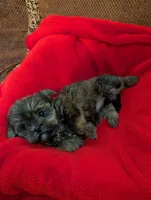 Baby Doll, a female Shih Tzu and Yorkshire Terrier for sale in Calhoun, GA – 6 of 8