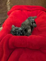 Baby Doll, a female Shih Tzu and Yorkshire Terrier for sale in Calhoun, GA – 2 of 8