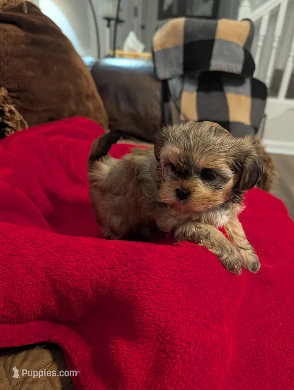 Blondie  – Shih Tzu, Yorkshire Terrier puppy for sale in Calhoun, GA