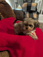 Blondie , a female Shih Tzu and Yorkshire Terrier for sale in Calhoun, GA – 1 of 8