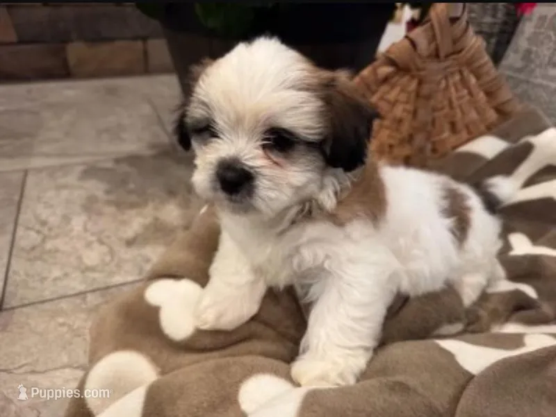 Bosley – Shih Tzu, Morkie puppy for sale in Calhoun, GA