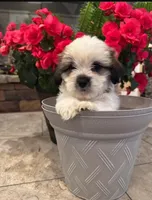 Bosley, a male Shih Tzu and Morkie for sale in Calhoun, GA – Photo 6 of 7