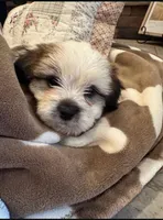 Bosley, a male Shih Tzu and Morkie for sale in Calhoun, GA – Photo 5 of 7