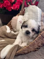 Bosley, a male Shih Tzu and Morkie for sale in Calhoun, GA – Photo 3 of 7
