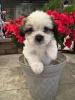 Bosley, a male Shih Tzu and Morkie for sale in Calhoun, GA – Photo 2 of 7