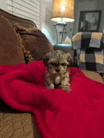 Blondie , a female Shih Tzu and Yorkshire Terrier for sale in Calhoun, GA – 4 of 8