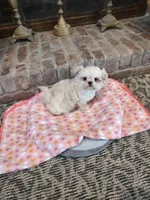 Precious, a female Shih Tzu and Morkie for sale in Calhoun, GA – Photo 2 of 9