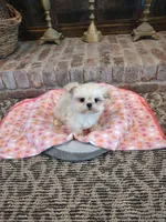 Precious, a female Shih Tzu and Morkie for sale in Calhoun, GA – Photo 4 of 9