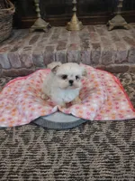 Precious, a female Shih Tzu and Morkie for sale in Calhoun, GA – Photo 7 of 9