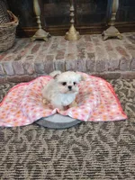 Precious, a female Shih Tzu and Morkie for sale in Calhoun, GA – Photo 9 of 9