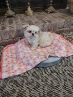 Precious, a female Shih Tzu and Morkie for sale in Calhoun, GA – Photo 6 of 9