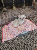 Precious, a female Shih Tzu and Morkie for sale in Calhoun, GA – Photo 3 of 9