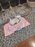 Precious, a female Shih Tzu and Morkie for sale in Calhoun, GA – Photo 8 of 9