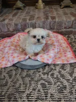 Precious, a female Shih Tzu and Morkie for sale in Calhoun, GA – Photo 5 of 9