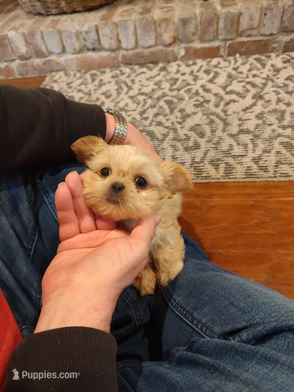 Cinnamon – Morkie puppy for sale in Calhoun, GA