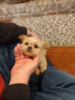Cinnamon, a female Morkie for sale in Calhoun, GA – Photo 1 of 7