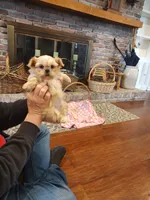 Cinnamon, a female Morkie for sale in Calhoun, GA – Photo 3 of 7