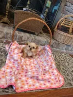 Cinnamon, a female Morkie for sale in Calhoun, GA – Photo 6 of 7