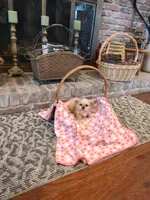 Cinnamon, a female Morkie for sale in Calhoun, GA – Photo 5 of 7
