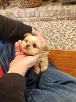 Cinnamon, a female Morkie for sale in Calhoun, GA – Photo 2 of 7
