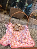 Cinnamon, a female Morkie for sale in Calhoun, GA – Photo 7 of 7
