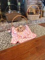 Cinnamon, a female Morkie for sale in Calhoun, GA – Photo 4 of 7
