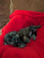 Baby Doll, a female Shih Tzu and Yorkshire Terrier for sale in Calhoun, GA – 3 of 8
