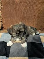 Tippy , a male Shih Tzu and Yorkshire Terrier for sale in Calhoun, GA – 5 of 6