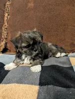 Tippy , a male Shih Tzu and Yorkshire Terrier for sale in Calhoun, GA – 6 of 6