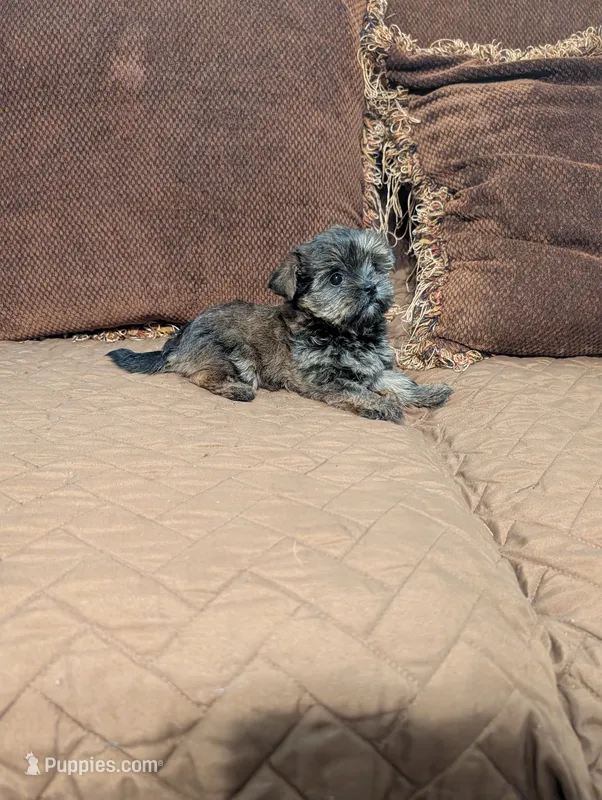 Baby Doll – Shih Tzu, Yorkshire Terrier puppy for sale in Calhoun, GA