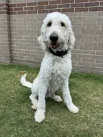 William , a male Goldendoodle for sale in Houston, TX – 7 of 8