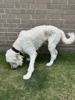 William , a male Goldendoodle for sale in Houston, TX – 6 of 8