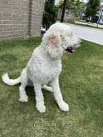 William , a male Goldendoodle for sale in Houston, TX – 4 of 8