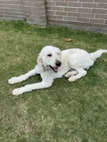 William , a male Goldendoodle for sale in Houston, TX – 8 of 8