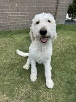 William , a male Goldendoodle for sale in Houston, TX – 2 of 8