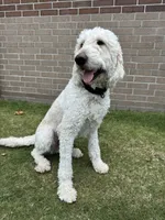William , a male Goldendoodle for sale in Houston, TX – 3 of 8