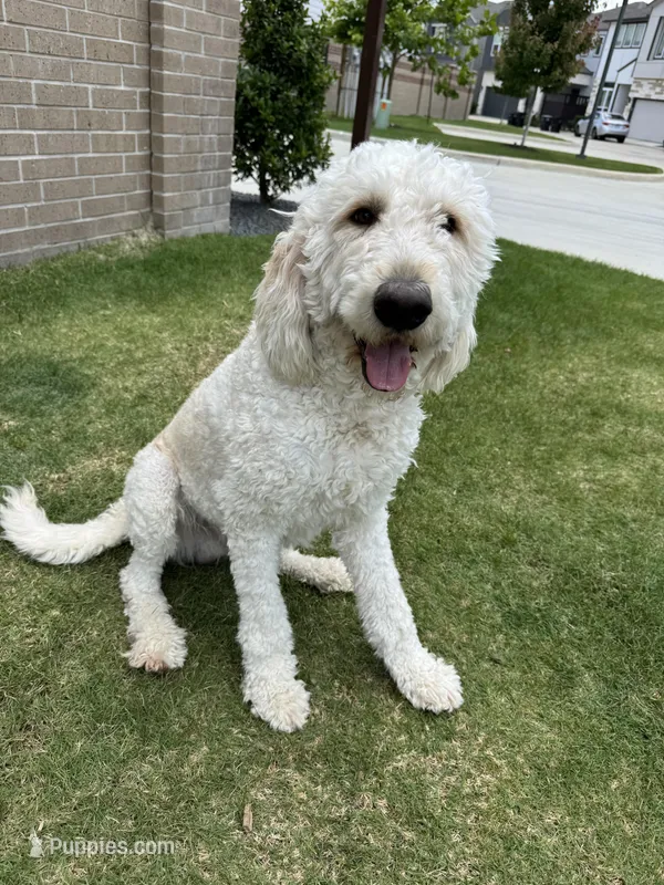 William  – Goldendoodle puppy for sale in Houston, TX