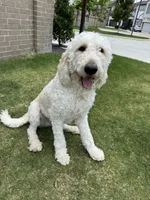 William , a male Goldendoodle for sale in Houston, TX – 1 of 8