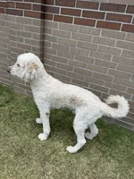 William , a male Goldendoodle for sale in Houston, TX – 5 of 8