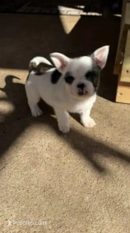 winnie – French Bulldog, Shih Tzu puppy for sale in Conroe, TX
