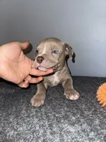 Hersey, a male American Bully for sale in Silver Spring, MD – 2 of 3